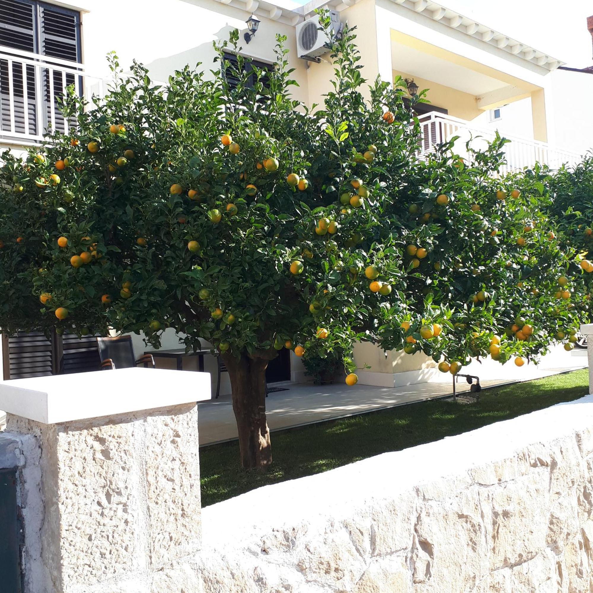 Antares Apartments Cavtat Buitenkant foto